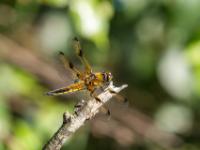Vierfleck Libelle Männchen